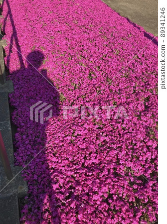 路邊苔蘚福祿考 路邊苔蘚福祿考 89341246