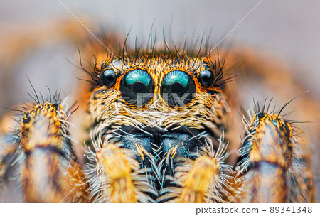 Spider portrait, jumping spider portrait - Pellenes tripunctatus 89341348