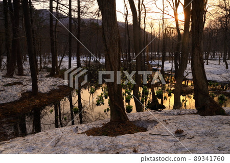 Nishiwaga Town, Iwate Prefecture, skunk cabbage blooming in the forest 89341760