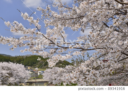 [Uda City, Nara Prefecture] A row of cherry blossom trees on the Uda River 89341916