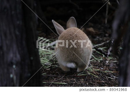 棕色兔屁股 (Usaketsu) 棕色兔屁股 (Usaketsu) 89341968