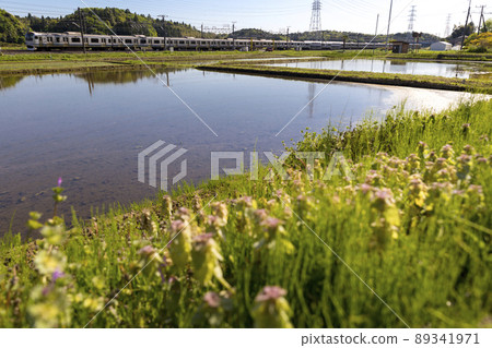 White dead-nettle dancing spring paddy field 89341971