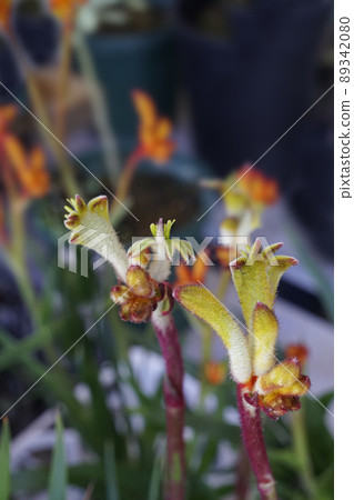 Kangaroo Paw, a unique flower shaped like a kangaroo's forefoot 89342080