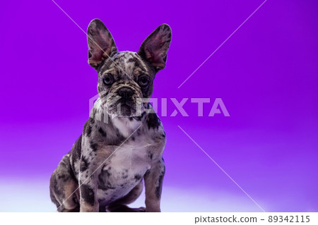 Studio shot of cute puppy of French Bulldog calmly sitting, posing isolated on purple studio background in neon light. 89342115