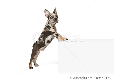 Portrait of beautiful cute dog, puppy of French Bulldog standing on hind legs, leaning on cube isolated over white studio background 89342169