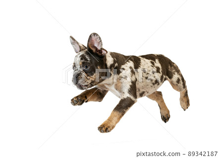 Potrait of cute puppy, dog, French Bulldog jumping, running, playing isolated over white studio background Potrait of cute puppy, dog, French Bulldog jumping, running, playing isolated over white studio background 89342187