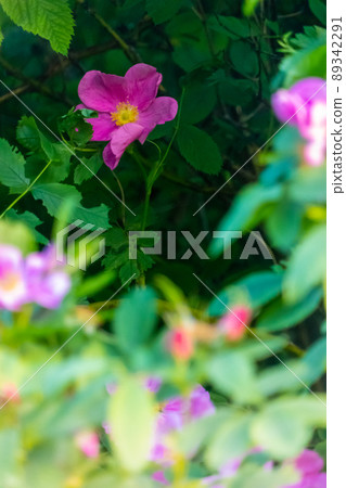 Beautiful dark pink flower Rosehip close-up. Blooming bush of Rosehip Medicinal. Free space. Beautiful dark pink flower Rosehip close-up. Blooming bush of Rosehip Medicinal. Free space. 89342291