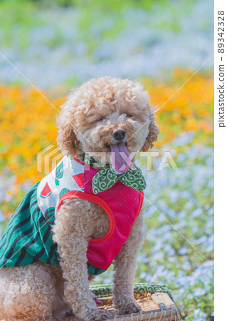 Dog and flower Dog and flower 89342328