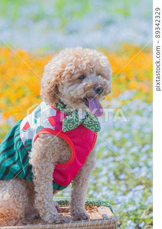 Dog and flower Dog and flower 89342329