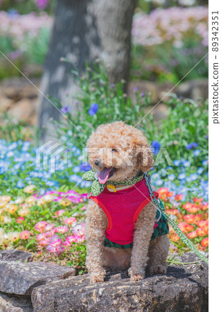Dog and flower Dog and flower 89342351