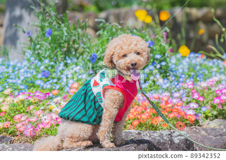 Dog and flower Dog and flower 89342352