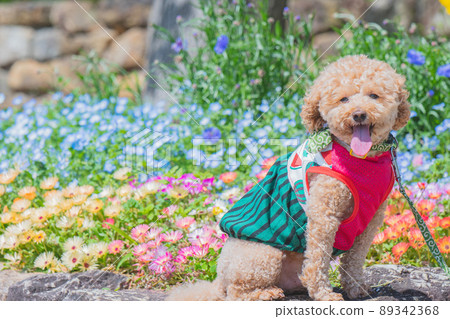Dog and flower Dog and flower 89342368