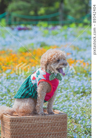 狗和花 狗和花 89342404