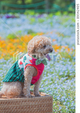 Dog and flower Dog and flower 89342405