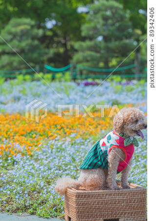 狗和花 狗和花 89342406