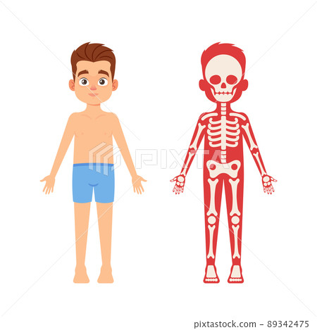 Anatomy, Medicine Science for Children Concept. Cute Boy Skeleton, Human Body Systems Educational Anatomy Infographics Anatomy, Medicine Science for Children Concept. Cute Boy Skeleton, Human Body Systems Educational Anatomy Infographics 89342475