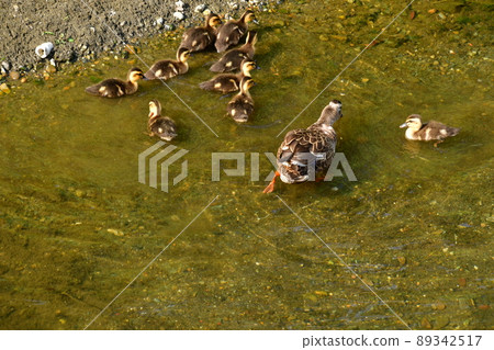 Spot-billed duck family swim Spot-billed duck family swim 89342517