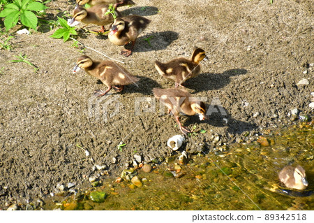 Spot-billed ducks Let's swim Spot-billed ducks Let's swim 89342518