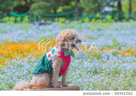 狗和花 89342562