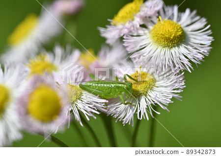 Yabukiri (larva) 89342873