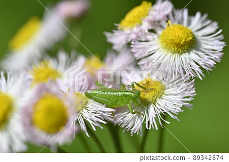 Yabukiri (larva) Yabukiri (larva) 89342874