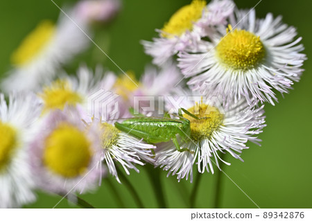 Yabukiri (larva) Yabukiri (larva) 89342876