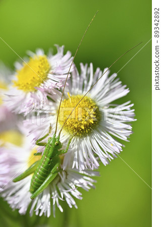 Yabukiri (larva) Yabukiri (larva) 89342892