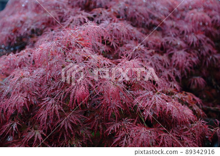 Acer palmatum 在雨中 Acer palmatum 在雨中 89342916