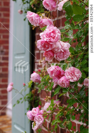 開花在磚牆上的玫瑰色花 89342964