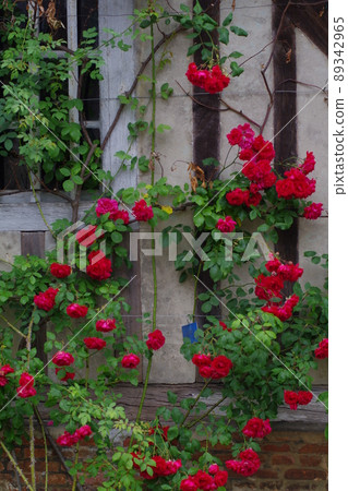 在老式鄉間別墅中盛開的玫瑰花 89342965