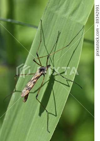 一種gaganbo 89342991