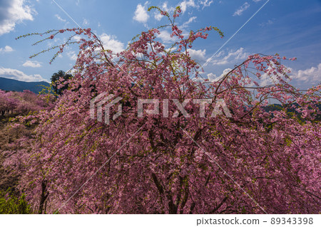 Superb view, spectacular, weeping cherry blossoms in full bloom, Higashiyoshino, Nara 89343398