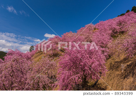 Superb view, spectacular, weeping cherry blossoms in full bloom, Higashiyoshino, Nara Superb view, spectacular, weeping cherry blossoms in full bloom, Higashiyoshino, Nara 89343399