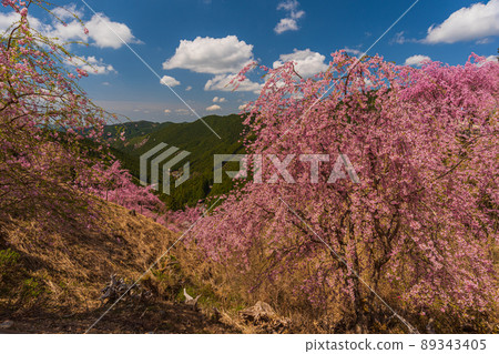 Superb view, spectacular, weeping cherry blossoms in full bloom, Higashiyoshino, Nara Superb view, spectacular, weeping cherry blossoms in full bloom, Higashiyoshino, Nara 89343405