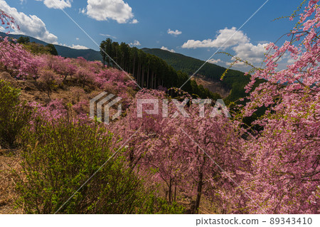 Superb view, spectacular, weeping cherry blossoms in full bloom, Higashiyoshino, Nara 89343410