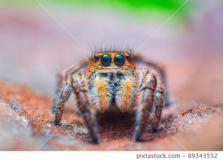 Spider portrait, jumping spider portrait - Pellenes tripunctatus 89343552