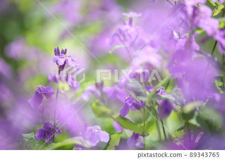 陽光下盛開的紫菜花 89343765