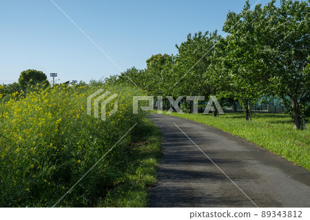 Park promenade on a sunny day Park promenade on a sunny day 89343812