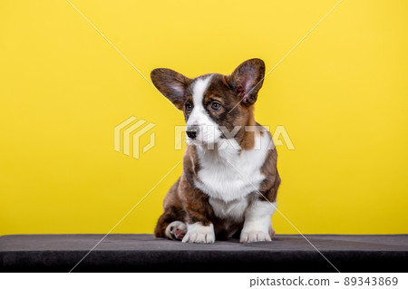 Welsh corgi puppy in studio 89343869