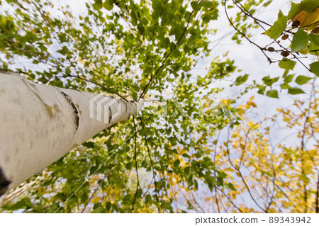 The trunk of a birch. The view from the bottom up. Autumn. 89343942