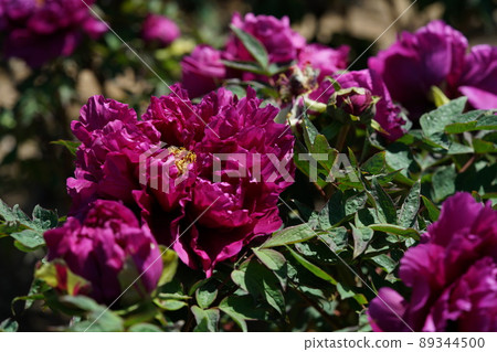 Button (light red) Button (light red) 89344500