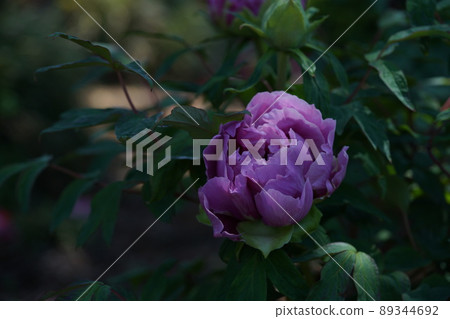 Button (purple) 89344692