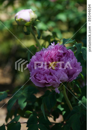 Button (purple) Button (purple) 89344694