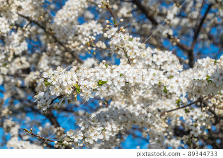 Blooming tree with white flowers in spring time. Blooming tree with white flowers in spring time. 89344733