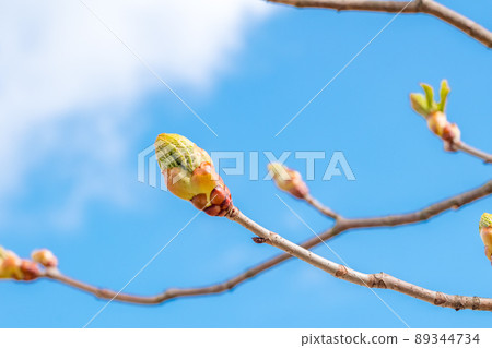 Branch of blossoming horse chestnut (Aesculus) flower bud. 89344734