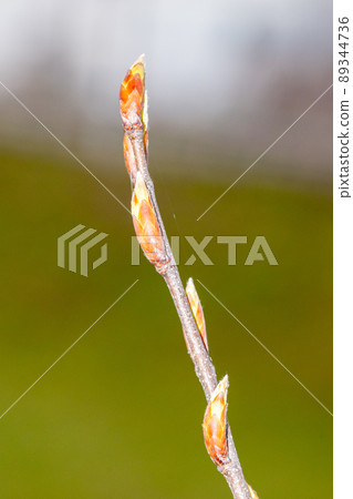 Branch with leaf buds of Carpinus betulus Fastigiata. Branch with leaf buds of Carpinus betulus Fastigiata. 89344736