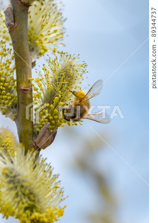 Branch with male catkins and bee. Branch of Salix caprea. 89344737