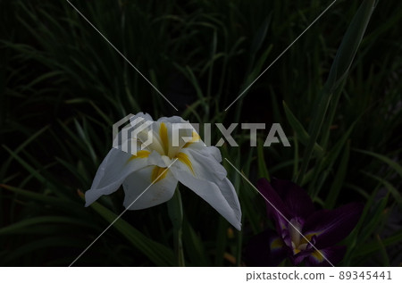 虹膜白 虹膜白 89345441