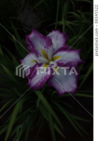 Iris white purple edging Iris white purple edging 89345522