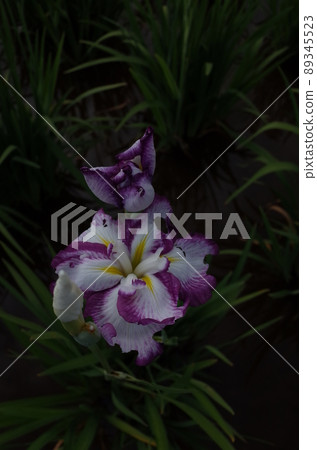 Iris white purple edging 89345523